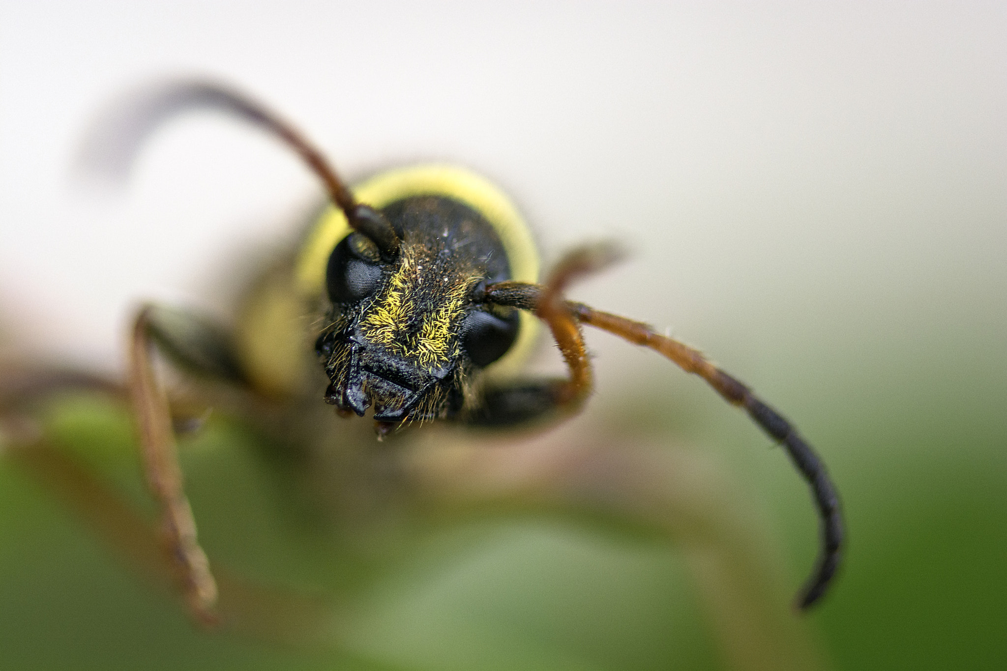 Sigma 105mm F2.8 EX DG OS HSM sample photo. Waving beetle photography