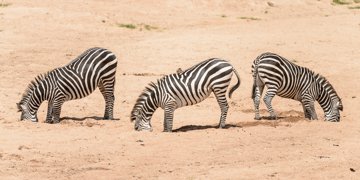 Nikon Nikkor AF-S 300mm F4E PF ED VR sample photo. Drinking zebra's photography