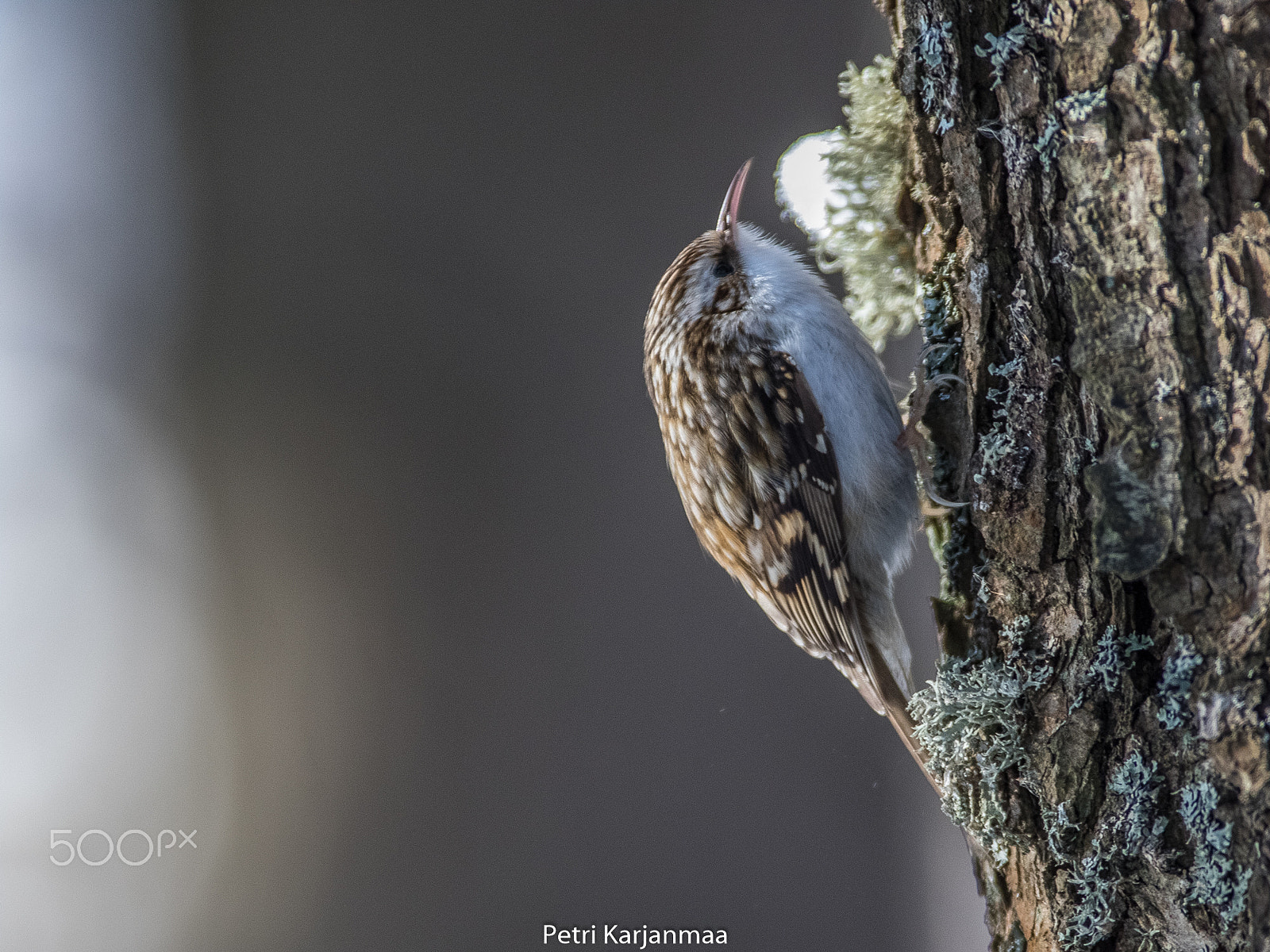 Canon EF 300mm f/2.8L + 1.4x sample photo. Treecreeper photography