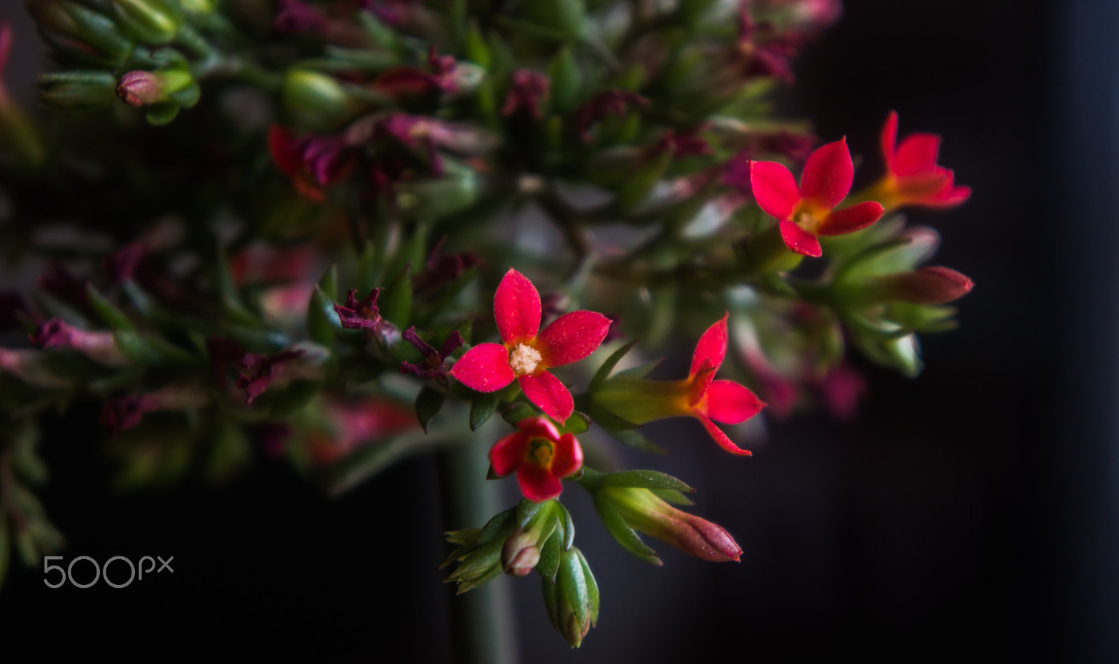 Sony Alpha NEX-7 + Sony E 18-55mm F3.5-5.6 OSS sample photo. Flower photography