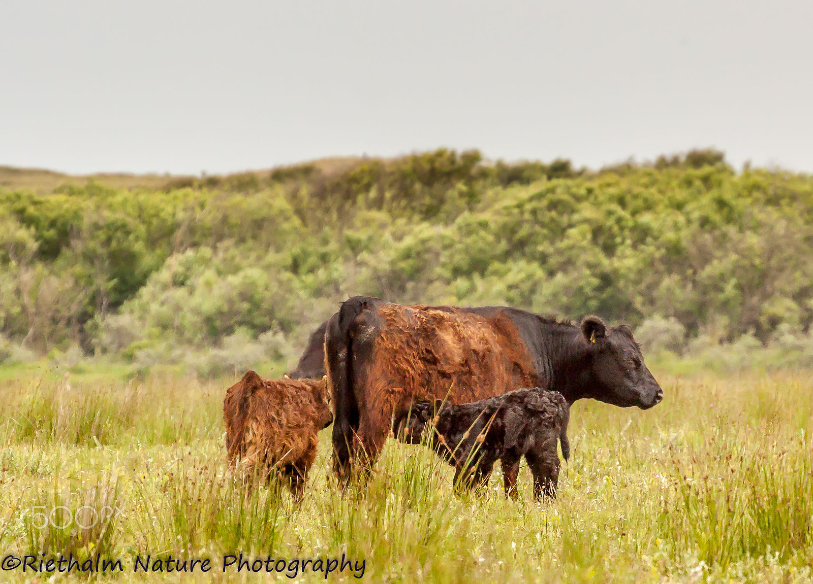 Canon EOS 50D + Canon EF 70-200mm F4L USM sample photo. Galloway photography