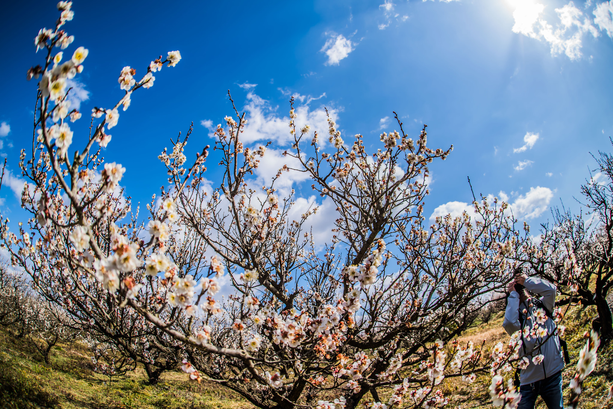 Nikon D810 + Sigma 15mm F2.8 EX DG Diagonal Fisheye sample photo. Plum photography