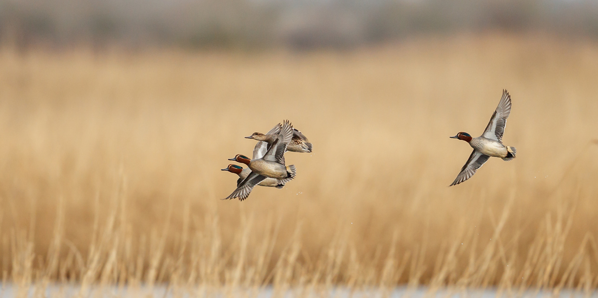 Canon EF 500mm F4L IS II USM sample photo. Flying teal photography