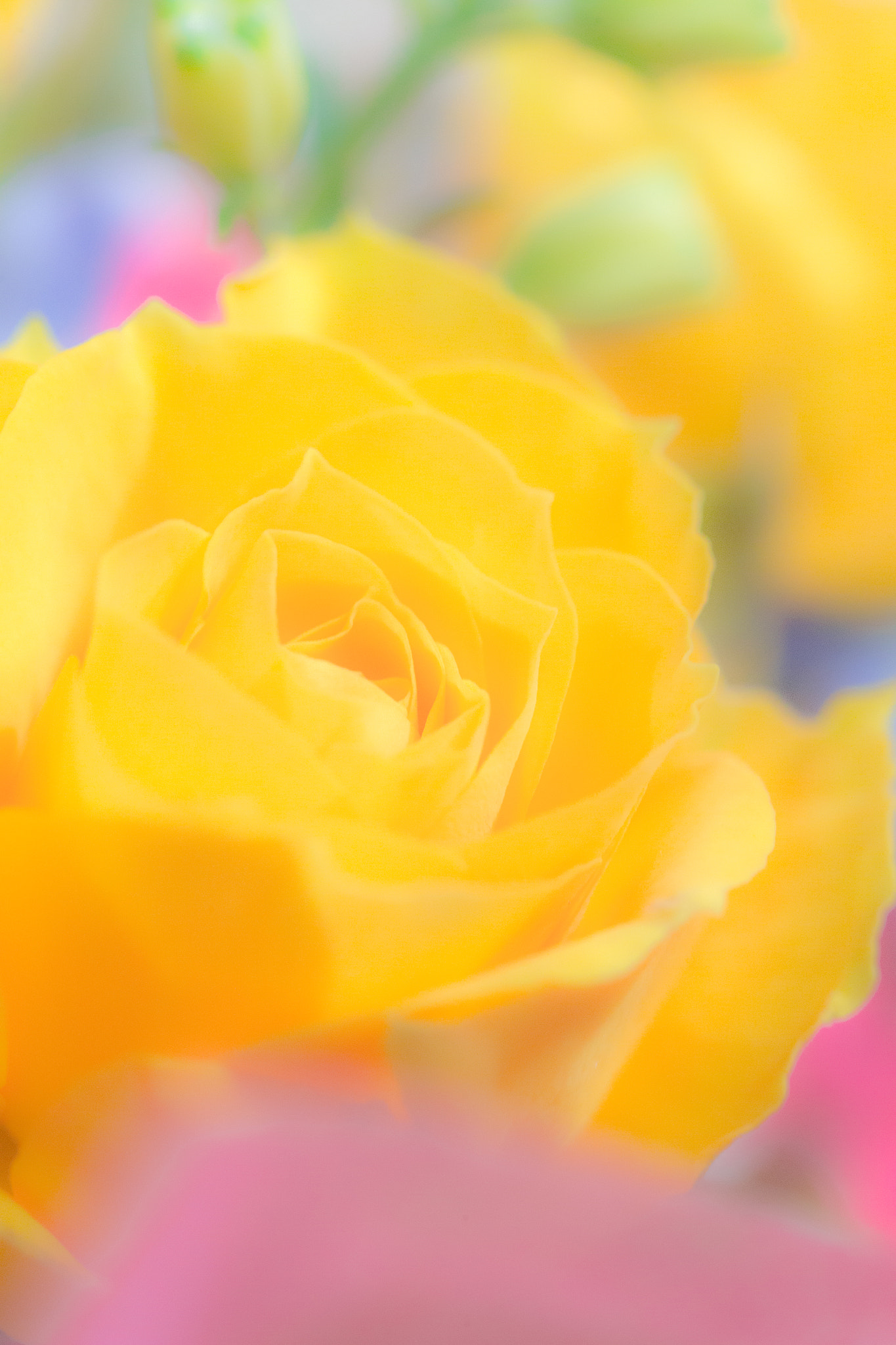 Canon EF 100mm F2.8L Macro IS USM sample photo. Notitle photography