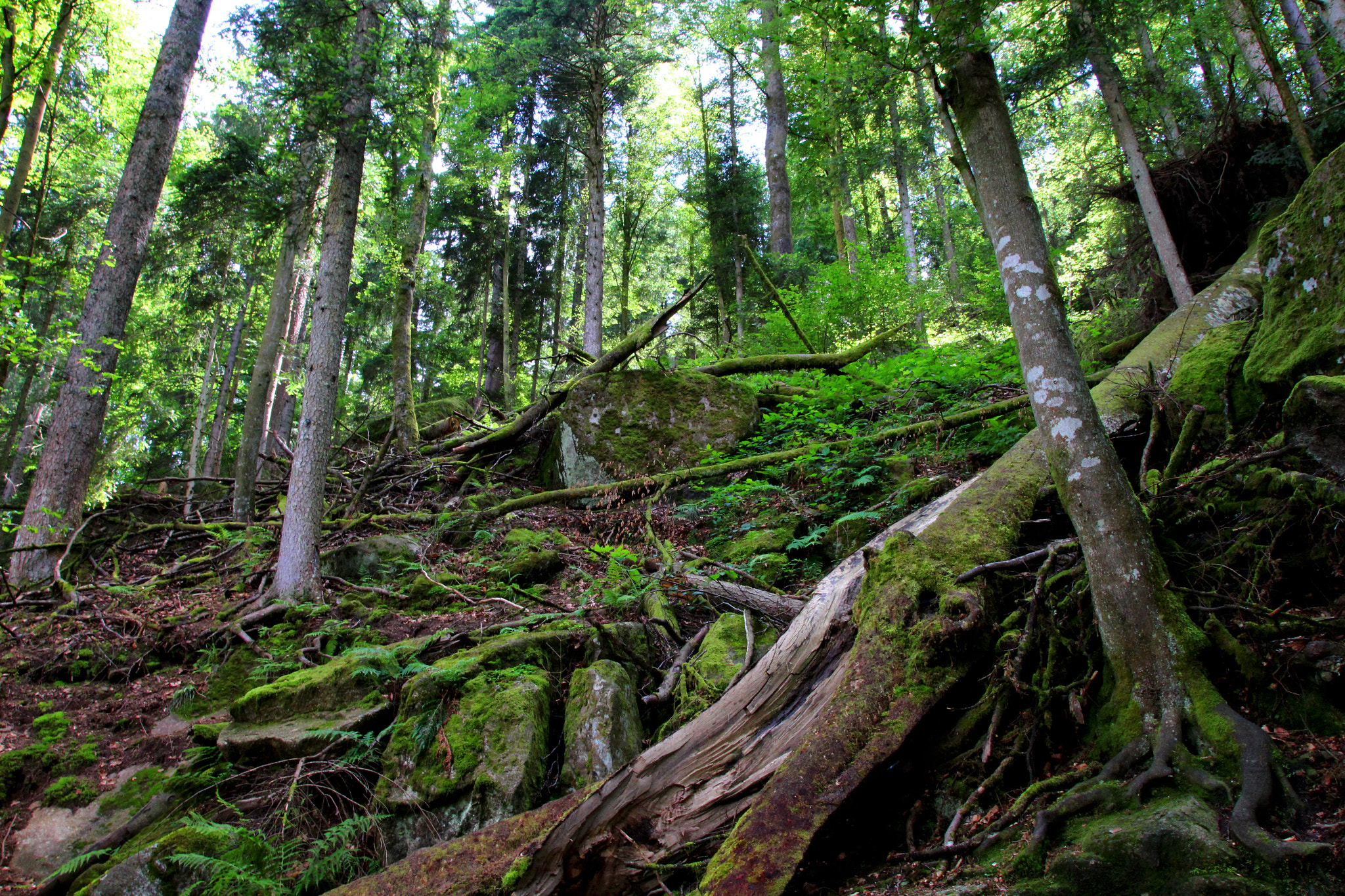 Sigma 18-250mm F3.5-6.3 DC OS HSM sample photo. Forest photography