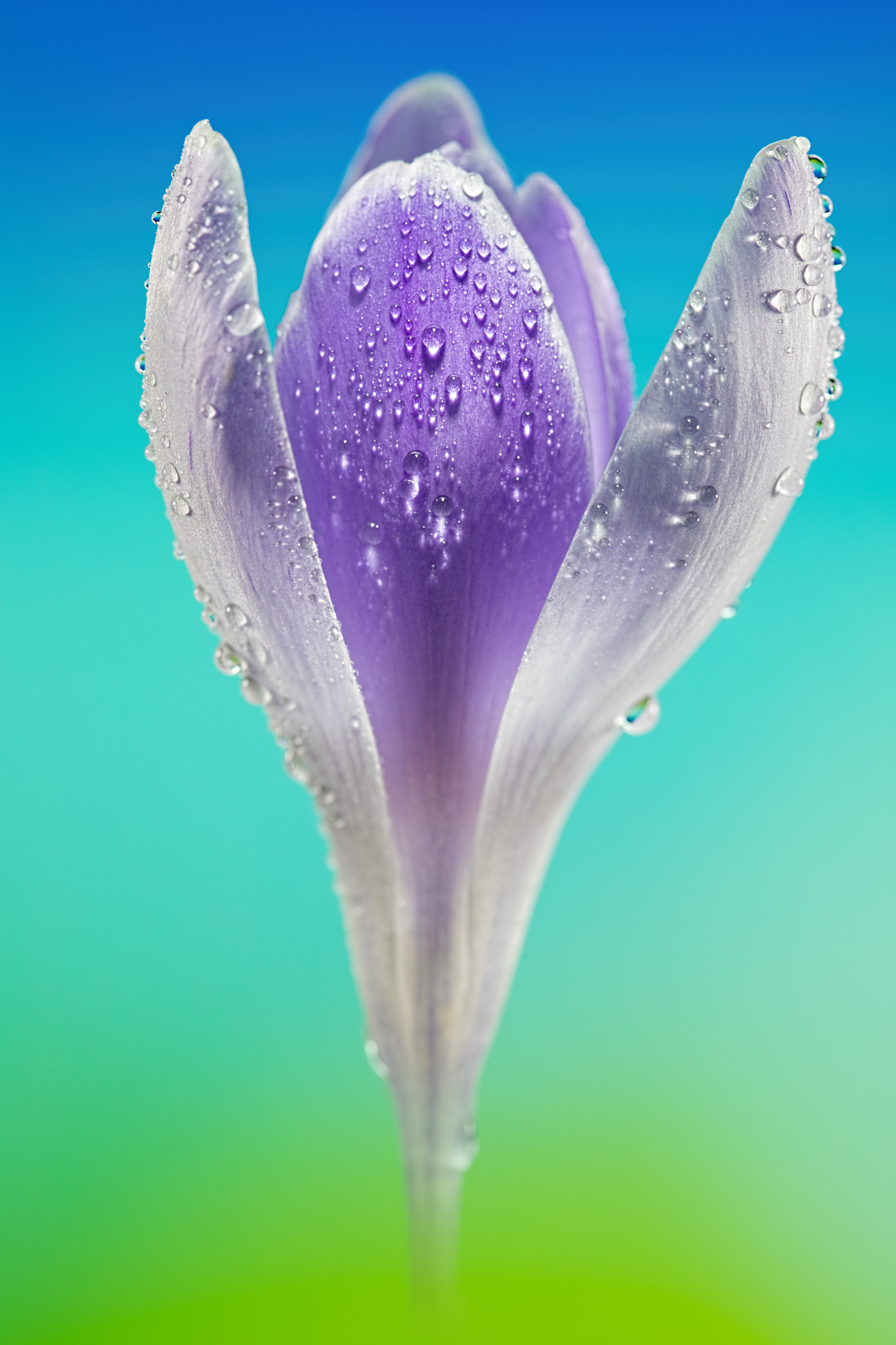 Canon EF 100mm F2.8 Macro USM sample photo. Touch of purple photography
