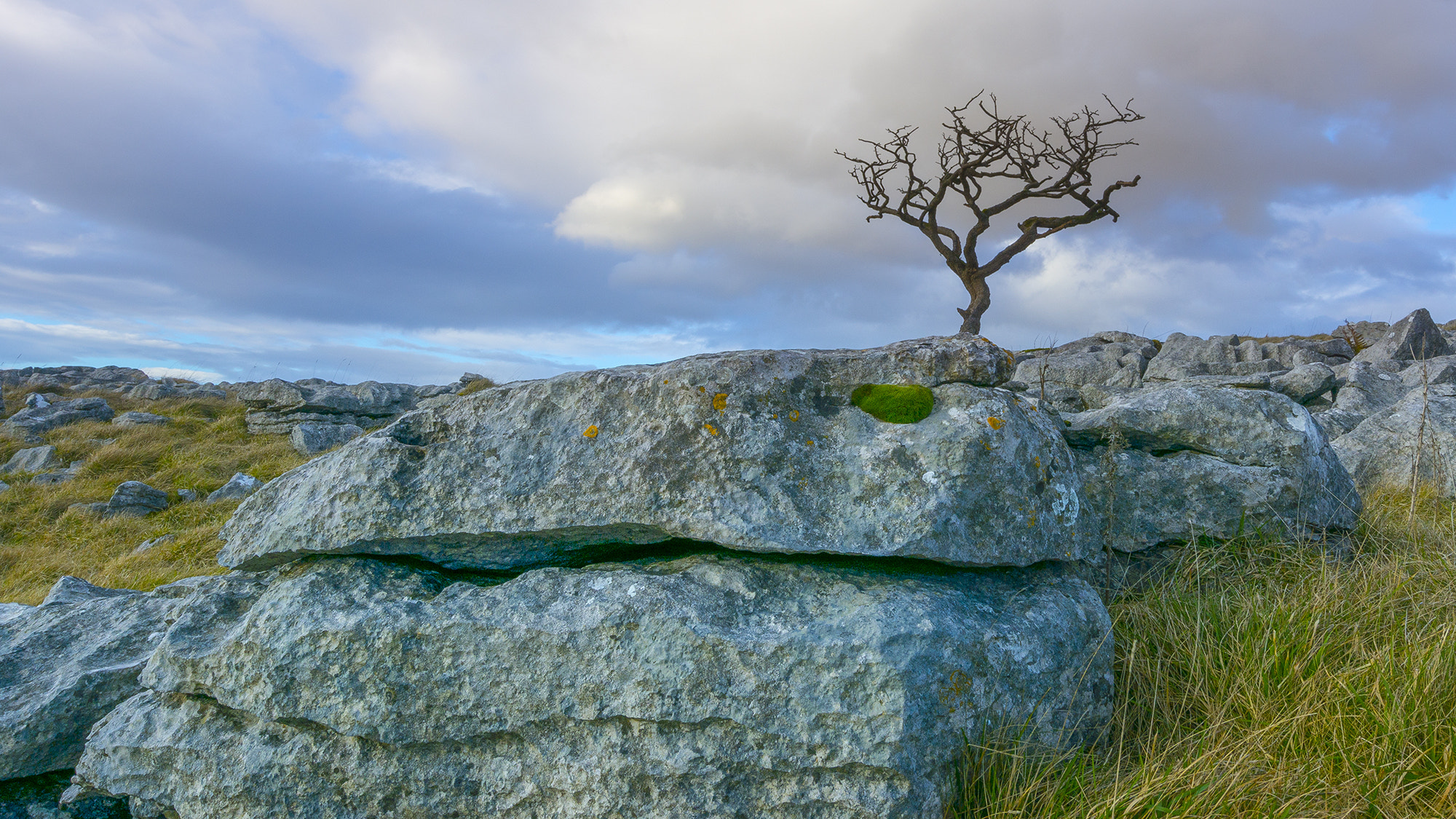 Nikon AF-S Nikkor 14-24mm F2.8G ED sample photo. Rocks and a tree photography