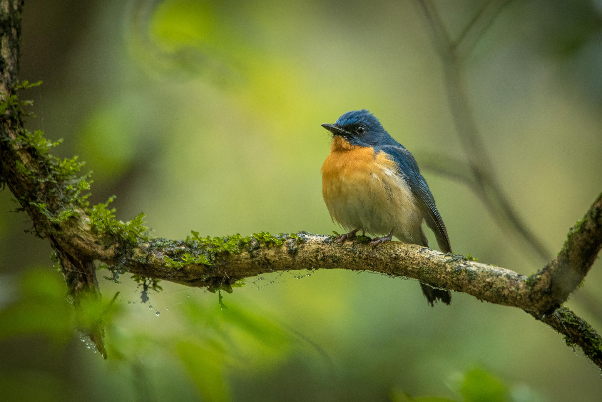 Nikon D750 + Sigma 150-500mm F5-6.3 DG OS HSM sample photo. Tickel's blue flycatcher photography