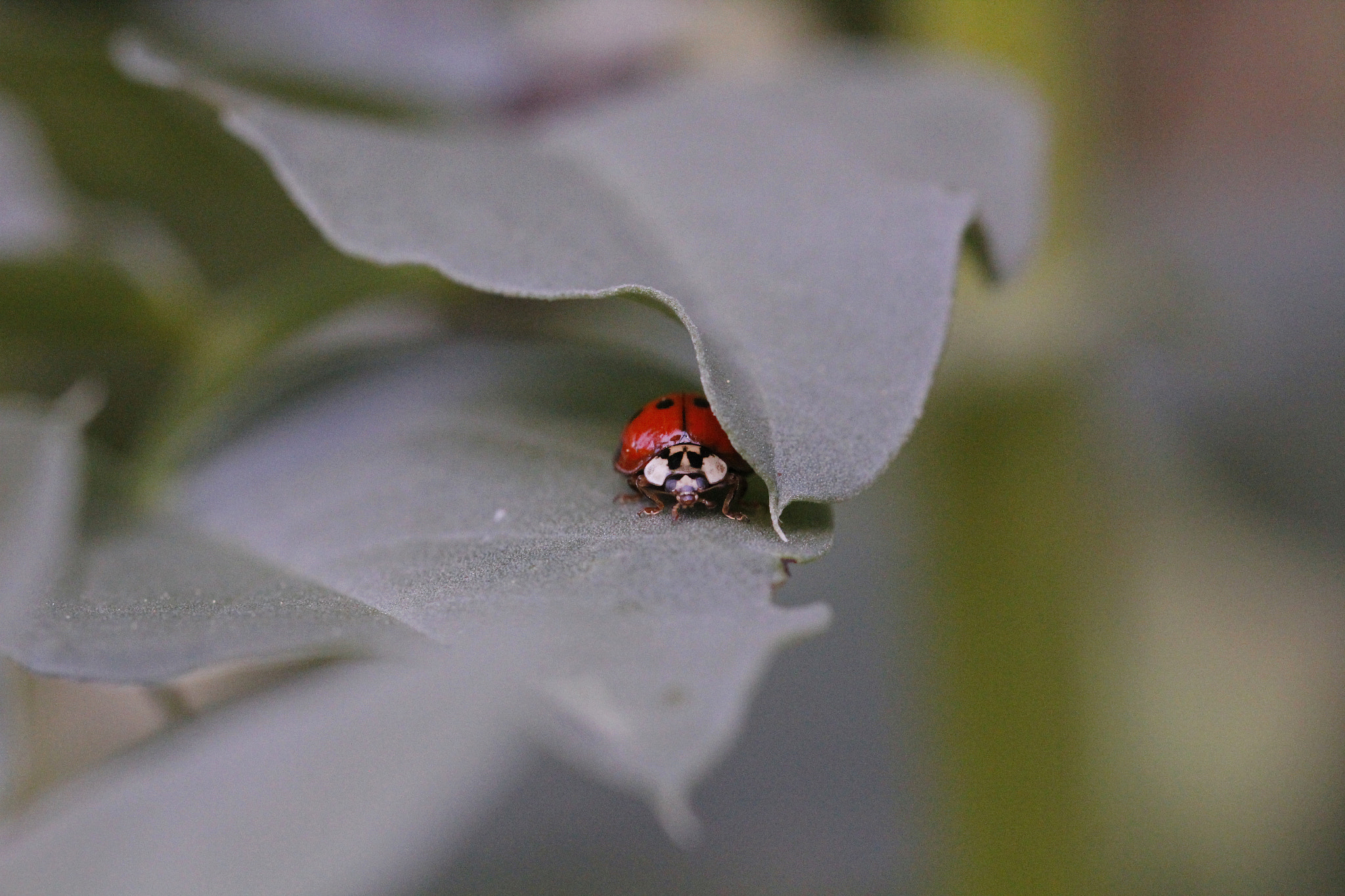 Canon EF 100mm F2.8L Macro IS USM sample photo. Good luck needs protection, too... photography