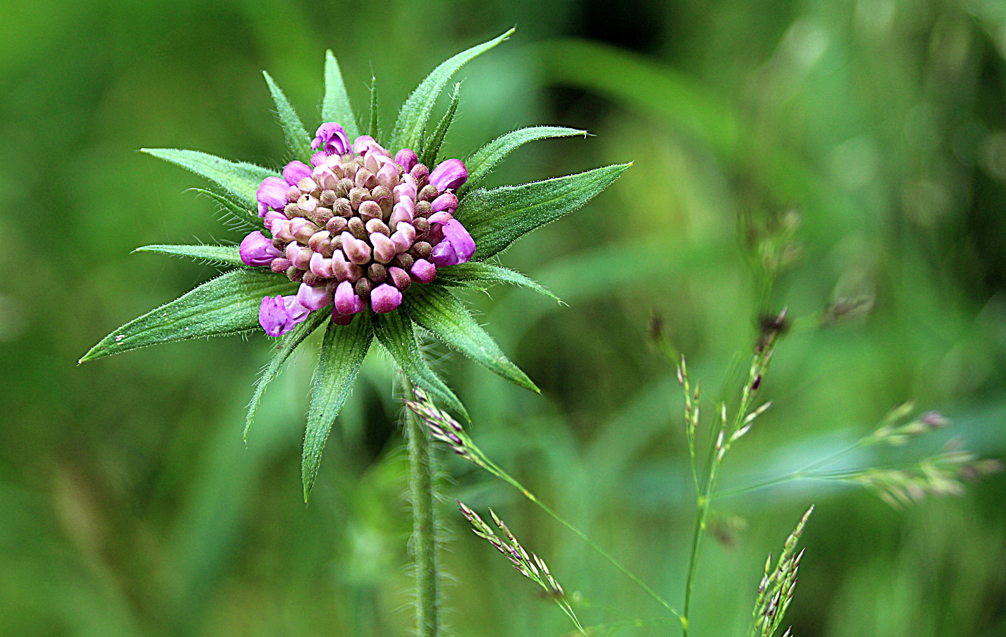 Sigma 18-250mm F3.5-6.3 DC OS HSM sample photo. Flower photography