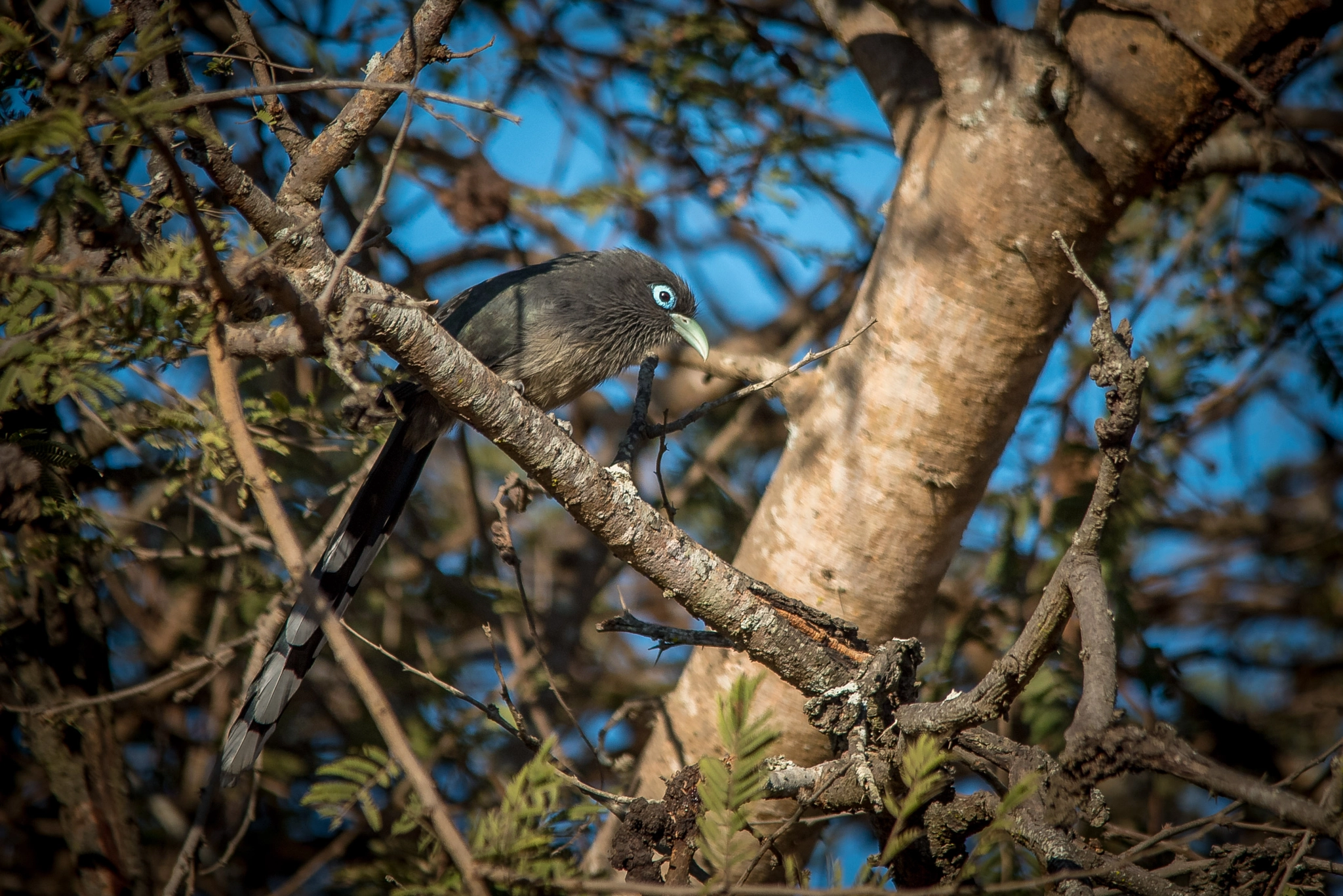 Nikon D750 + Sigma 150-500mm F5-6.3 DG OS HSM sample photo. Blue faced malkoha photography