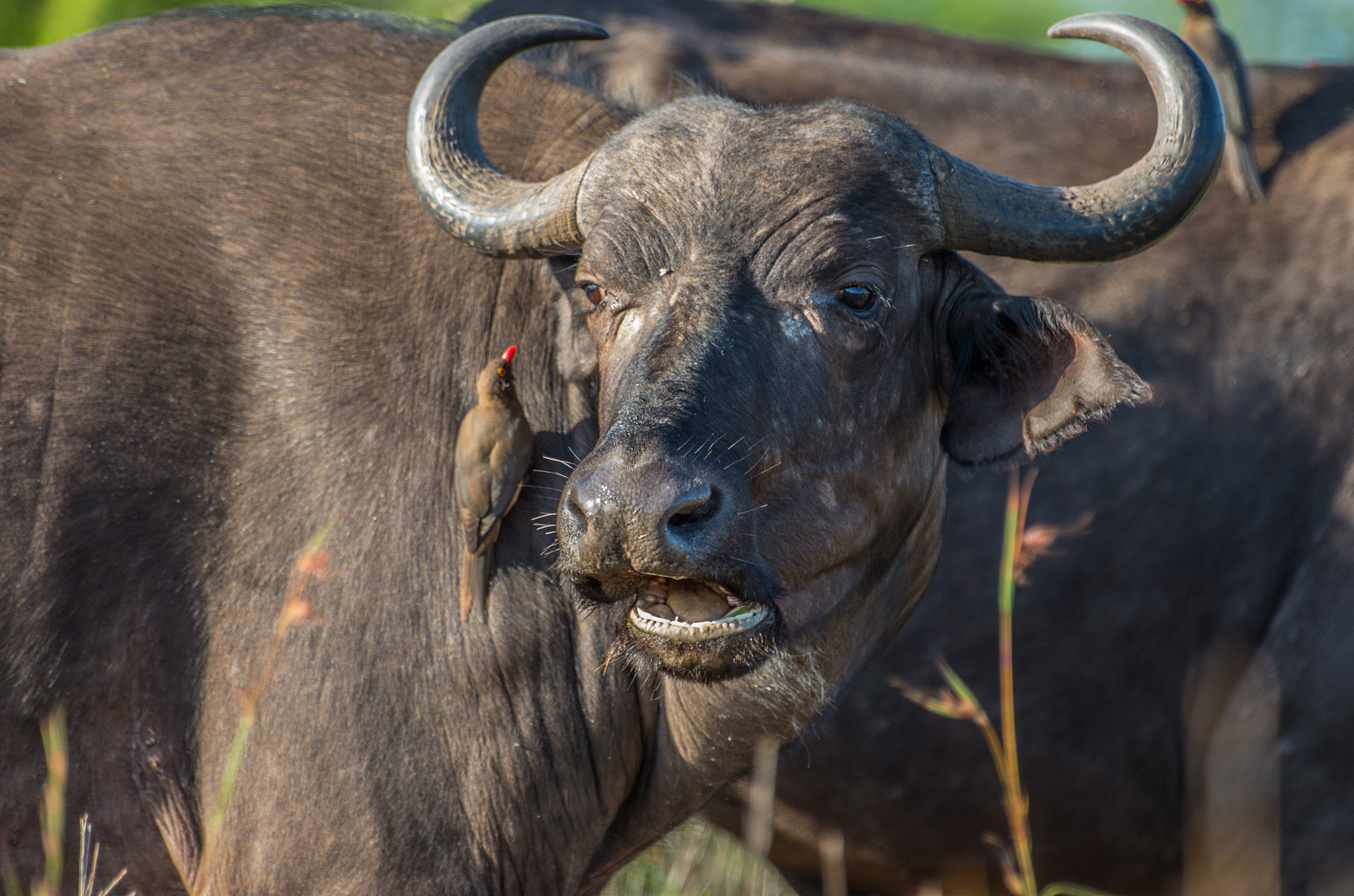 Pentax K-5 II sample photo. Buffalo photography