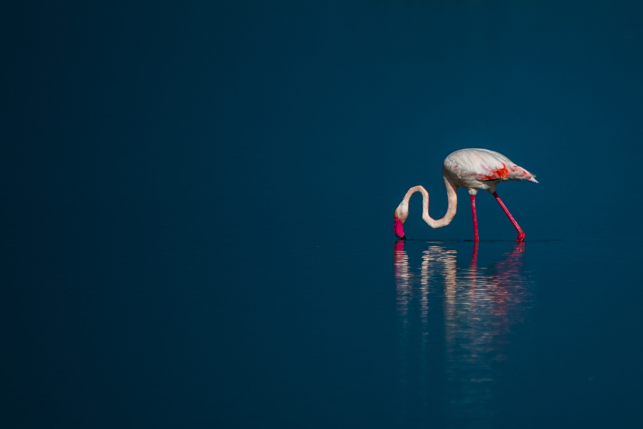 Nikon D750 + Sigma 150-500mm F5-6.3 DG OS HSM sample photo. Flamingo photography