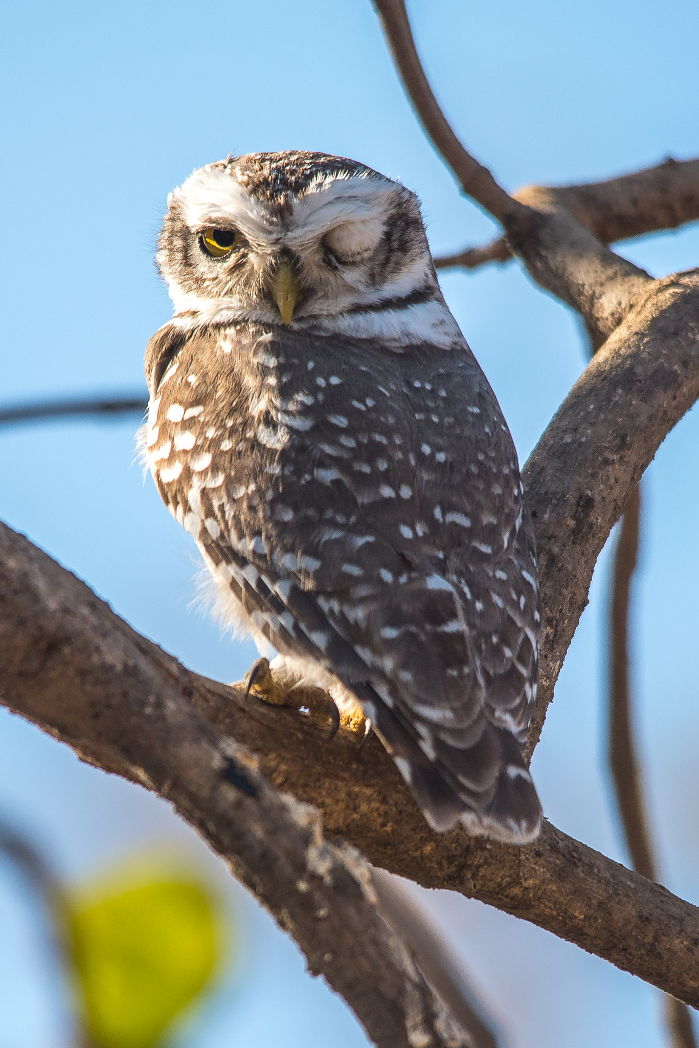 Sigma 150-500mm F5-6.3 DG OS HSM sample photo. Spotted owlet photography