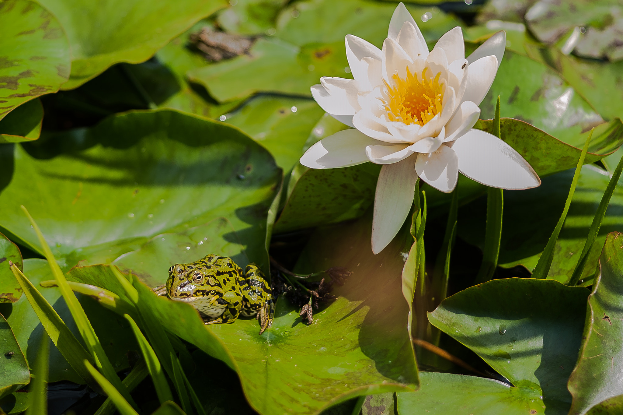 Nikon D700 + Sigma 105mm F2.8 EX DG Macro sample photo. Seerose frosch photography