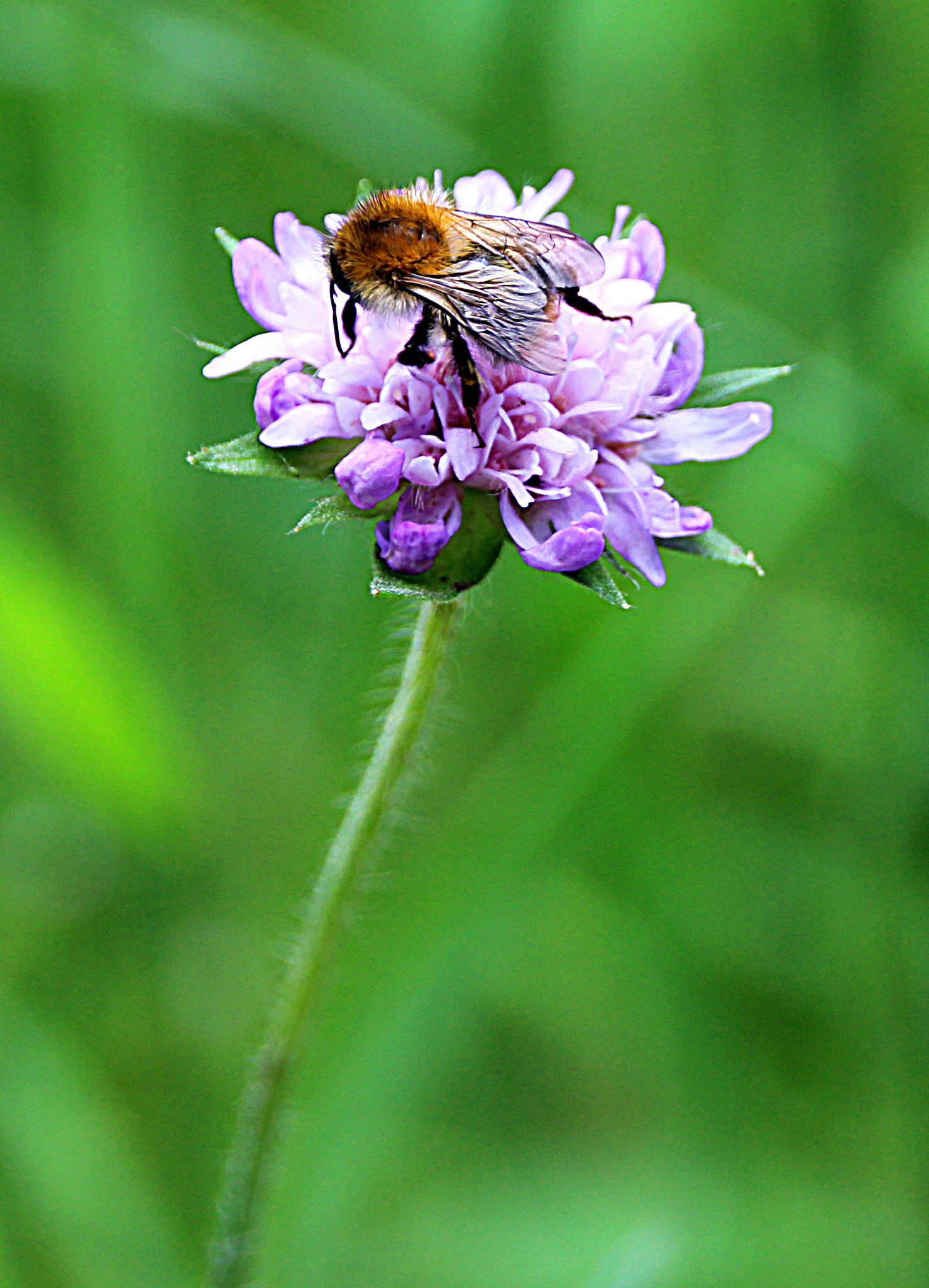 Canon EOS 1200D (EOS Rebel T5 / EOS Kiss X70 / EOS Hi) + Sigma 18-250mm F3.5-6.3 DC OS HSM sample photo. Bumblebee photography