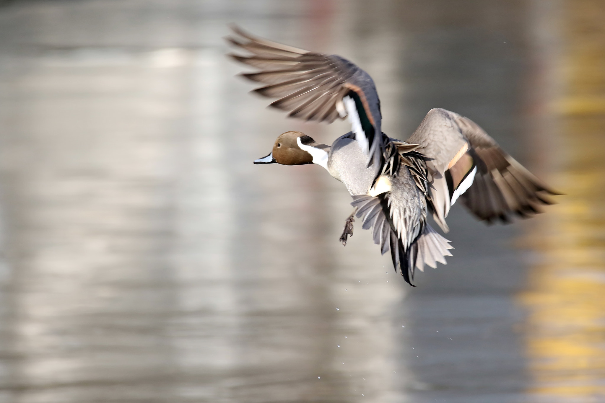 150-600mm F5-6.3 DG OS HSM | Contemporary 015 sample photo. Northern pintail photography