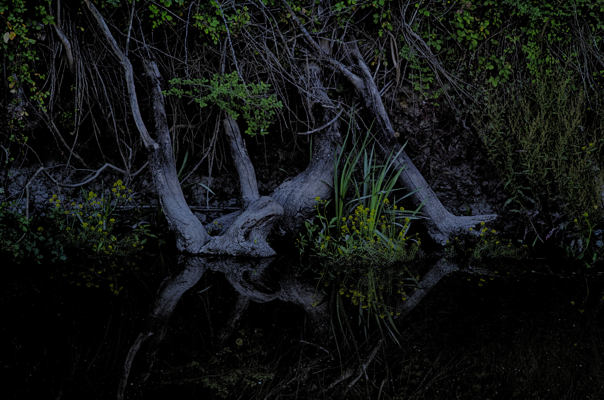 Sigma 70-300mm F4-5.6 APO DG Macro sample photo. Blackwater photography