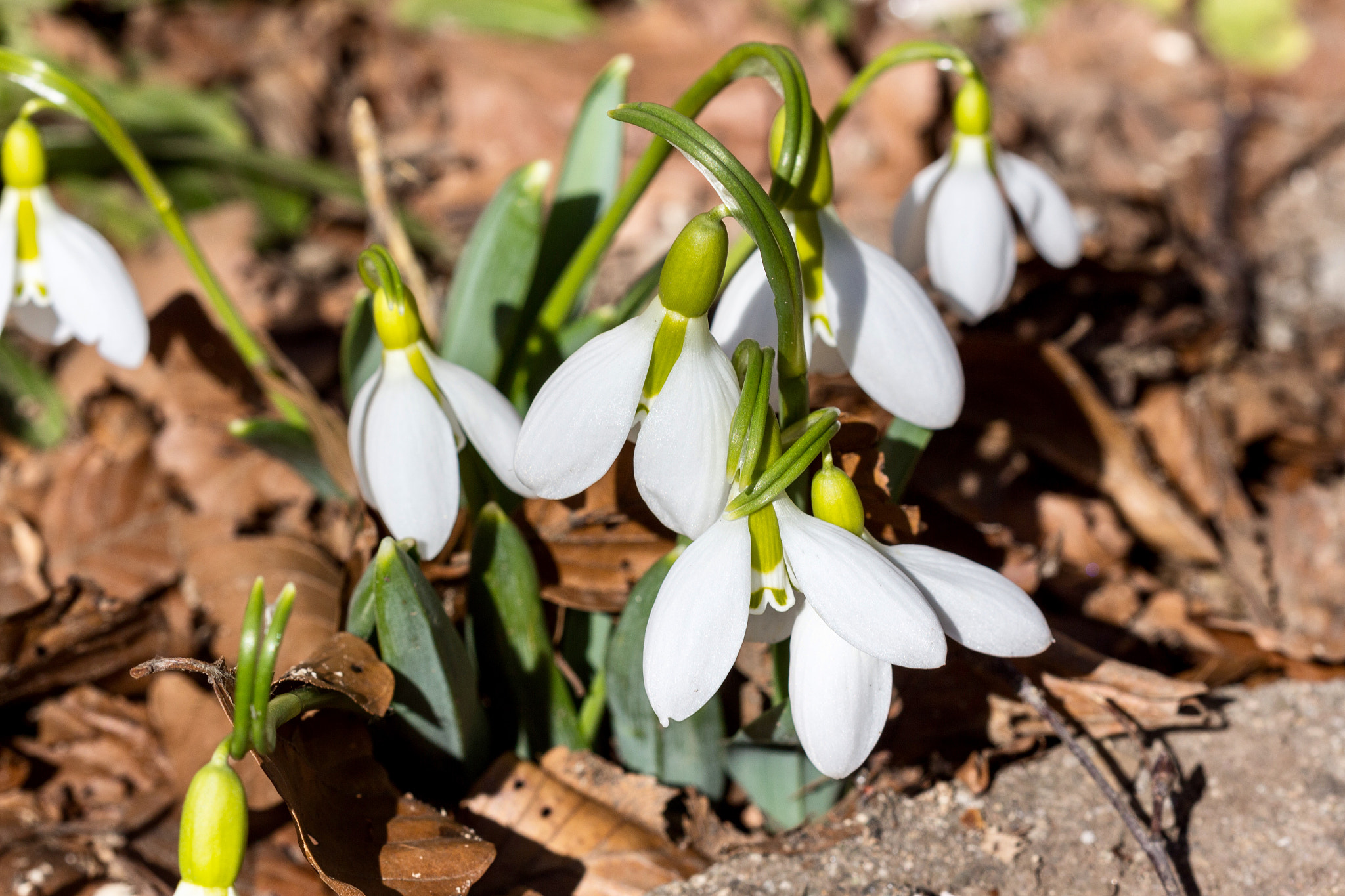 Canon EF 100mm F2.8 Macro USM sample photo. Snowdrops photography