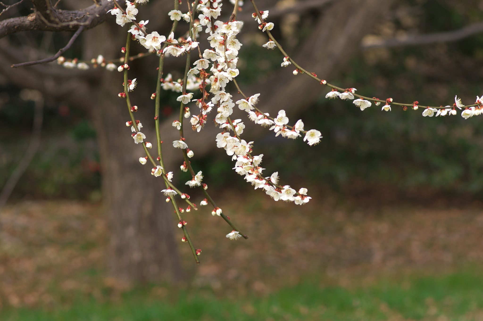 Pentax smc FA 77mm 1.8 Limited sample photo. Plum trees at the park today.... photography