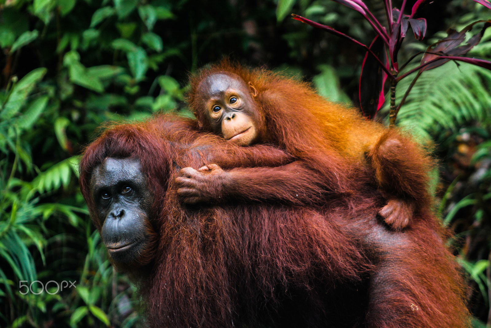 Canon EF 75-300mm f/4-5.6 USM sample photo. Orangutan, mother and infant. photography