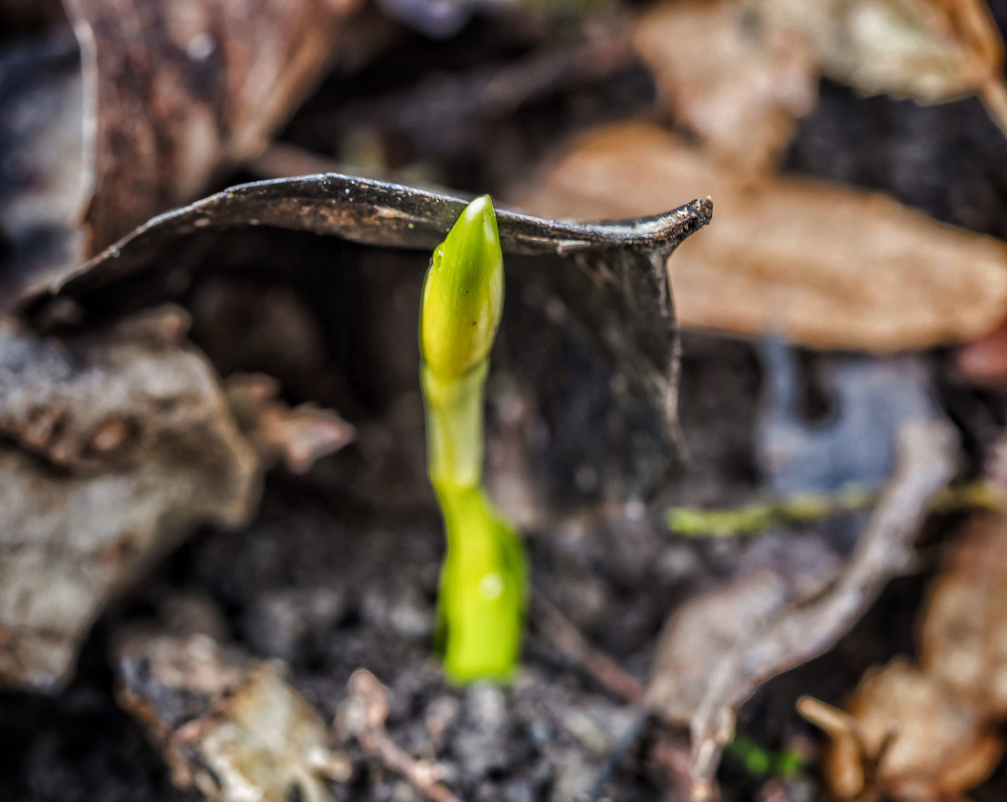 Olympus M.Zuiko Digital ED 60mm F2.8 Macro sample photo. Look who's looking... photography