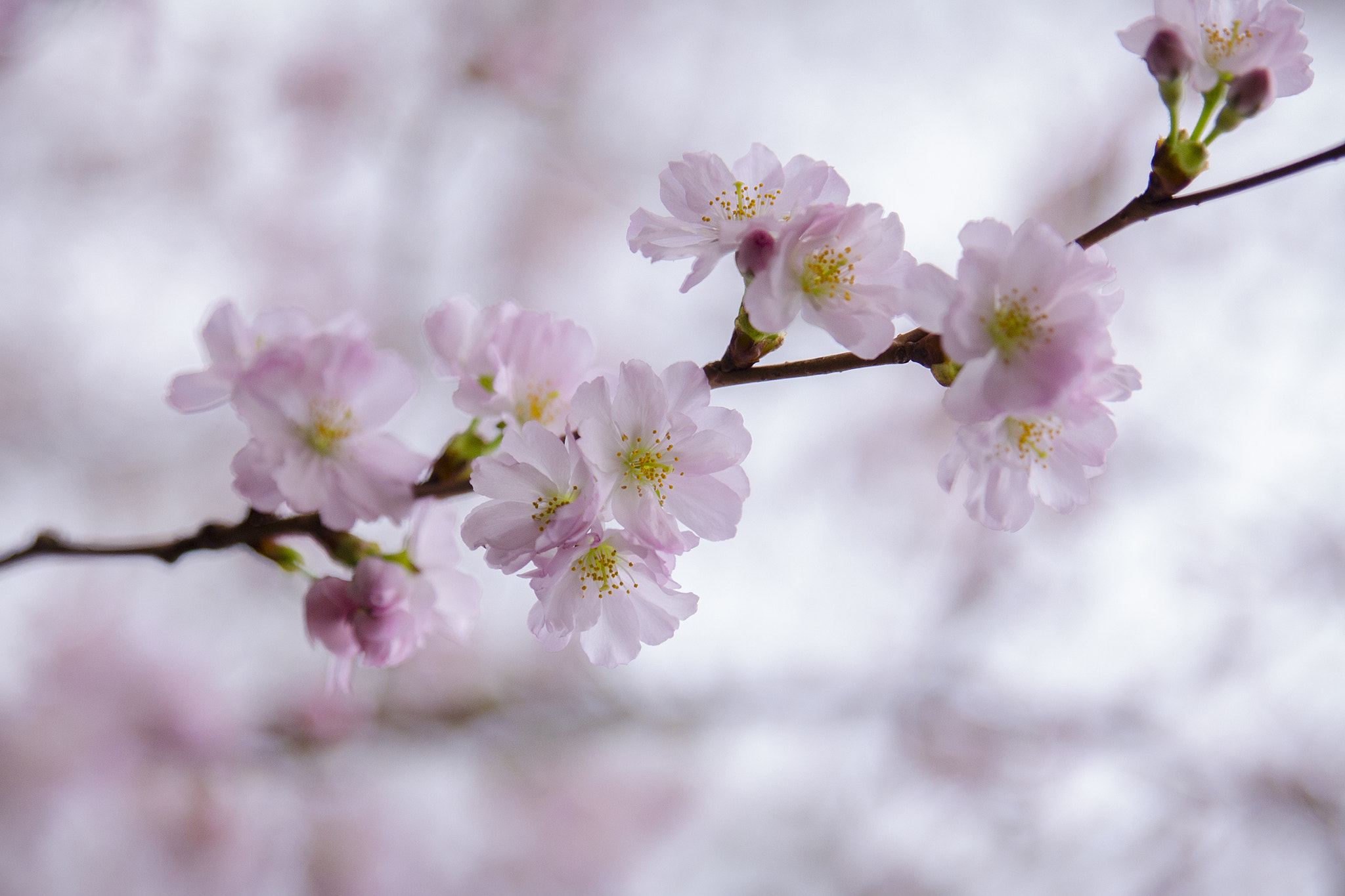 Tamron SP 24-70mm F2.8 Di VC USD sample photo. Blossom bliss photography