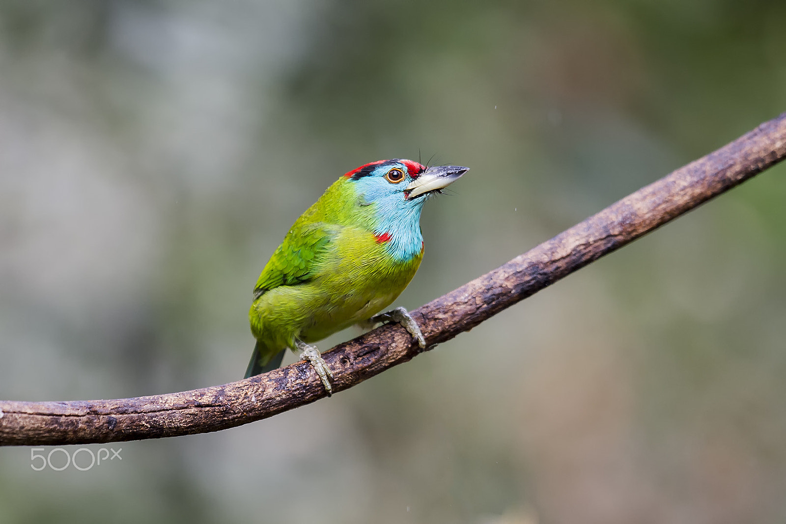 Nikon D4 + Nikon AF-S Nikkor 400mm F2.8G ED VR II sample photo. Blue throated barbet photography