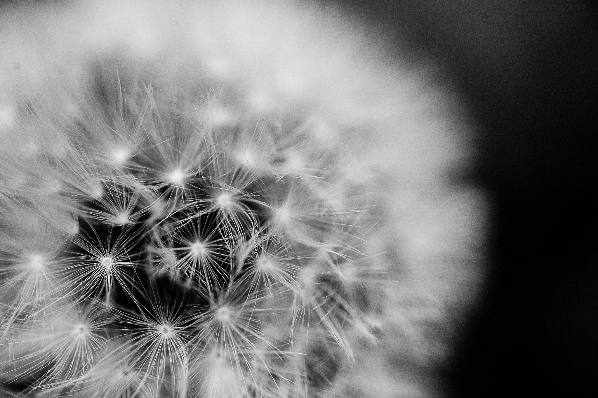 Tokina AT-X Pro 100mm F2.8 Macro sample photo. Breakable photography
