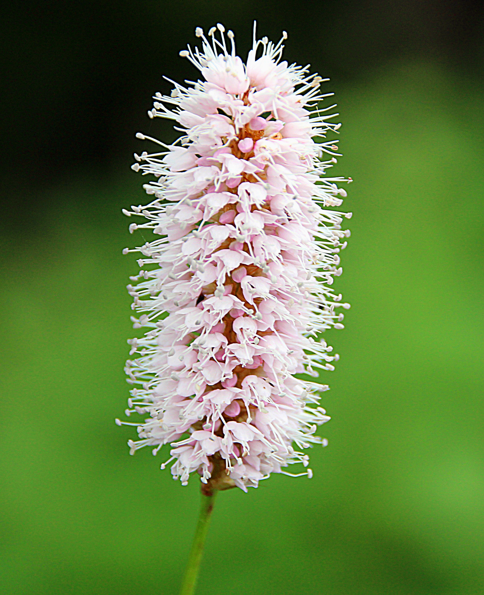 Sigma 18-250mm F3.5-6.3 DC OS HSM sample photo. Flower photography