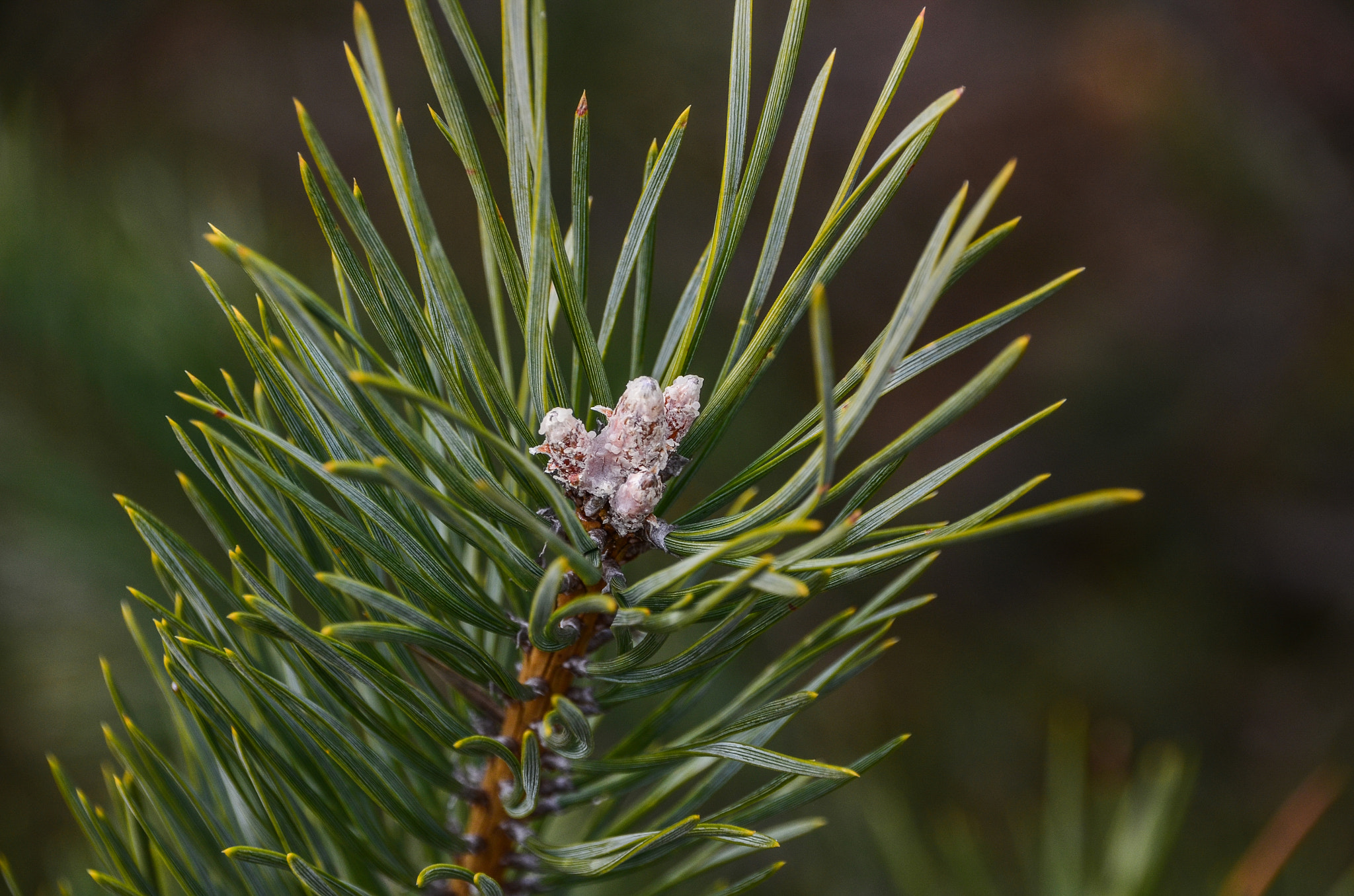Sigma 18-250mm F3.5-6.3 DC Macro OS HSM sample photo. Pine needle photography