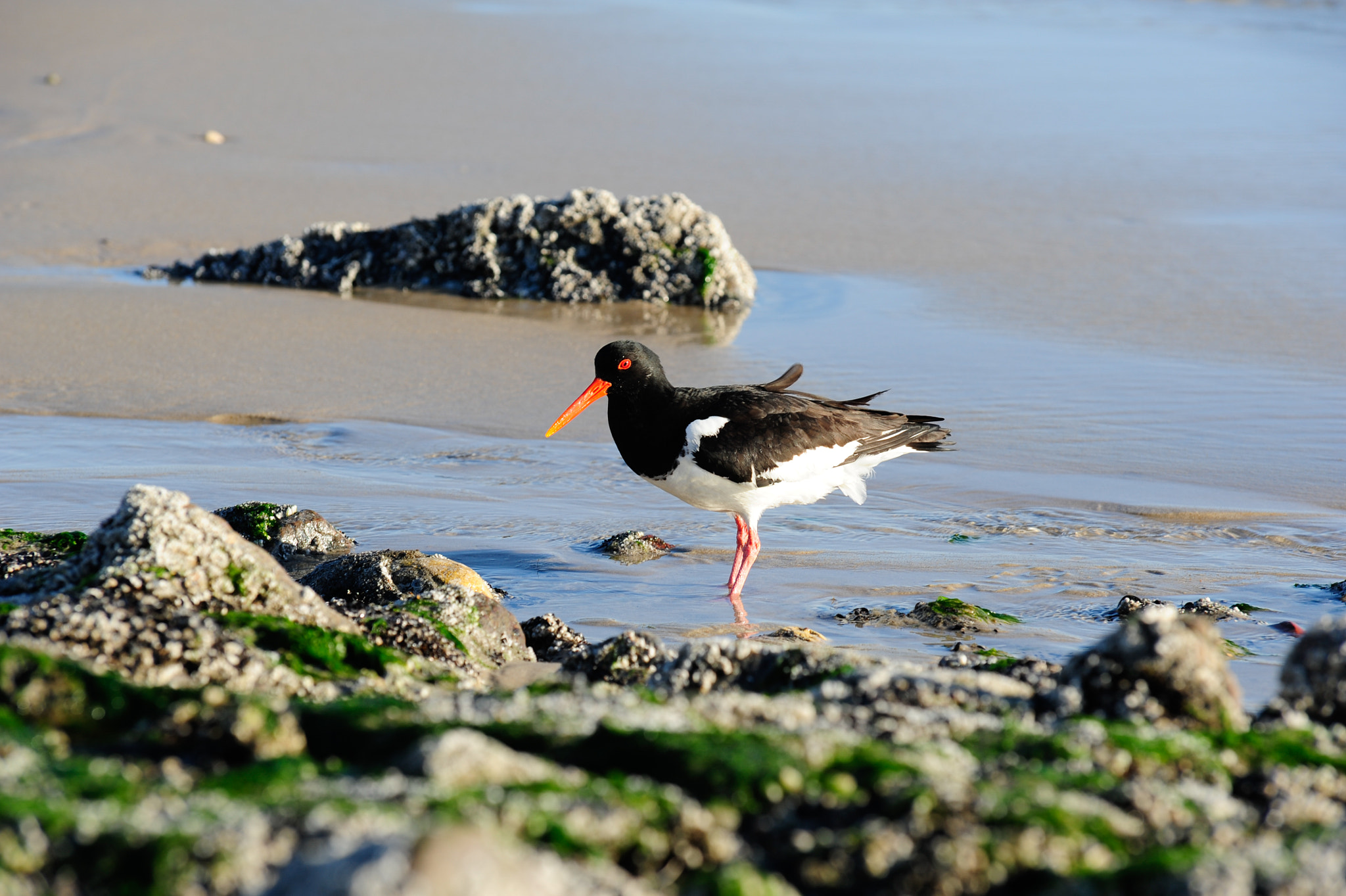 Sigma 70-200mm F2.8 EX DG Macro HSM II sample photo. Austernfischer sylt photography