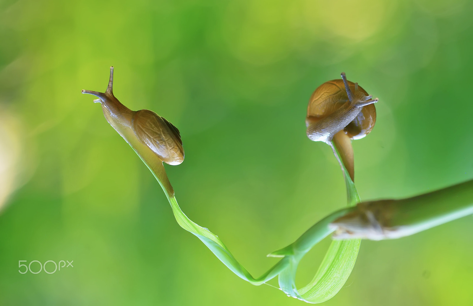 Nikon D60 sample photo. Snail photography