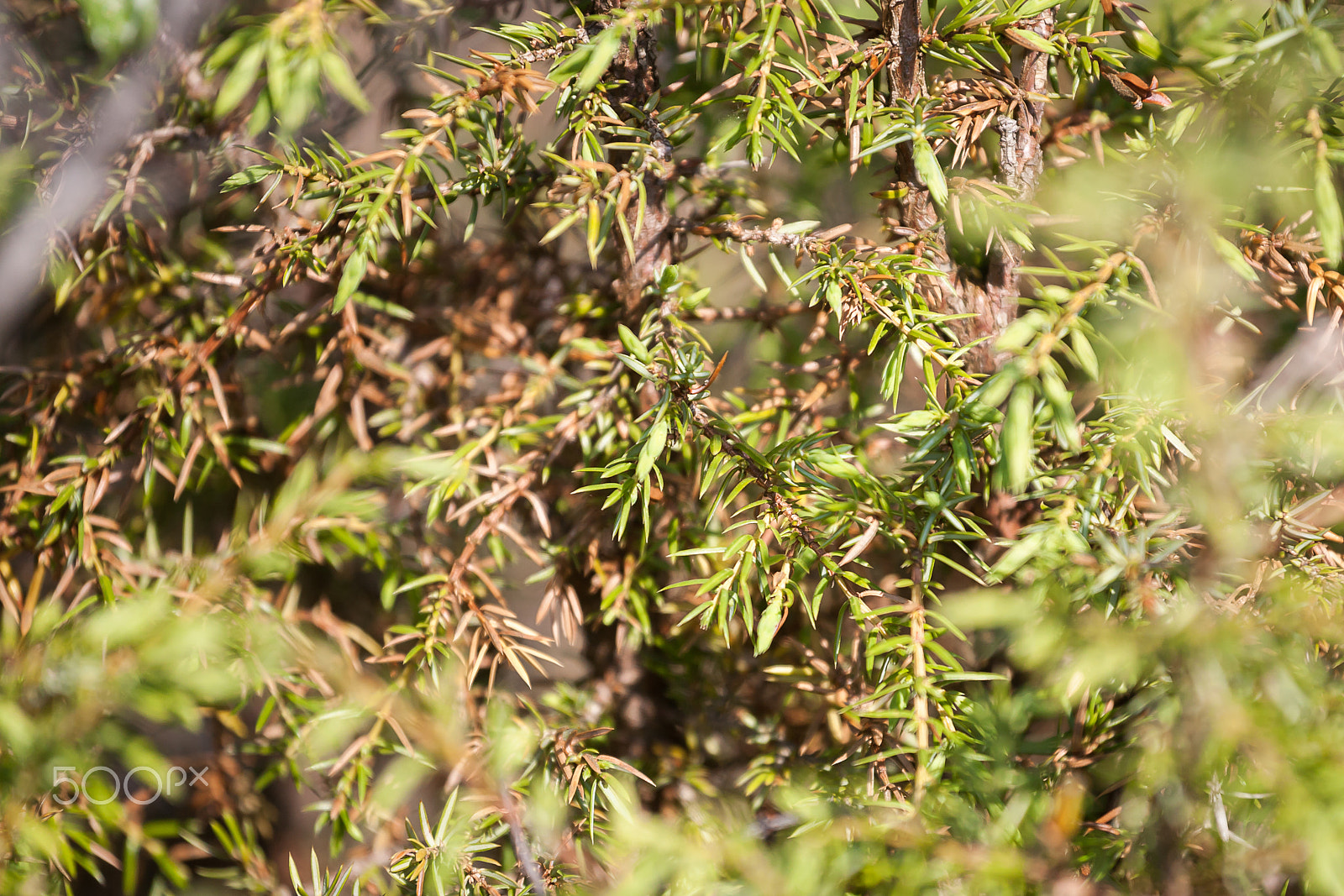 Canon EOS 5D + Canon EF 70-200mm F4L USM sample photo. Evergreen photography