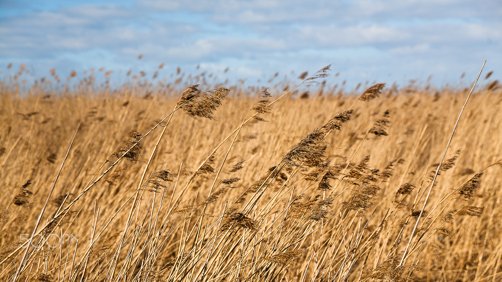 Canon EOS 5D + Canon 24.0-70.0 mm sample photo. Windy photography