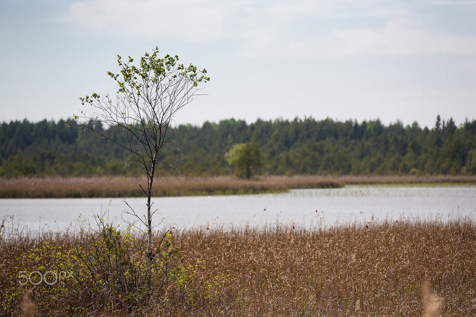 Canon EOS 5D + Canon EF 70-200mm F4L USM sample photo. Lone birch photography