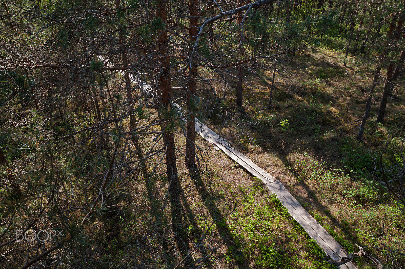 Canon EOS 5D + Canon 24.0-70.0 mm sample photo. Trail in the forest photography