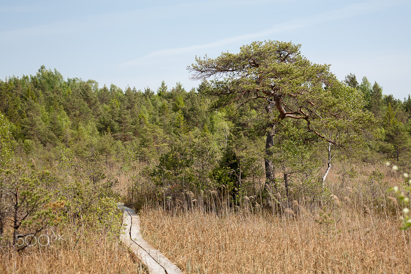 Canon EOS 5D + Canon EF 70-200mm F4L USM sample photo. Trail in the forest photography