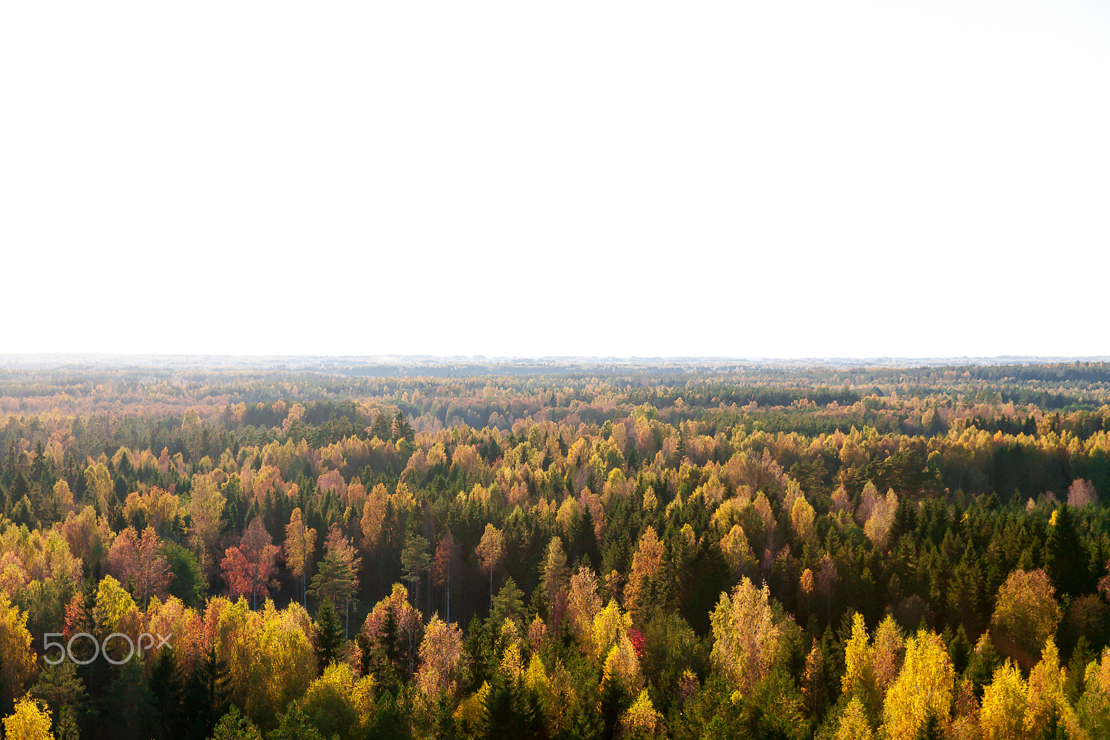 Canon EOS 5D + Canon 24.0-70.0 mm sample photo. Shades of trees photography