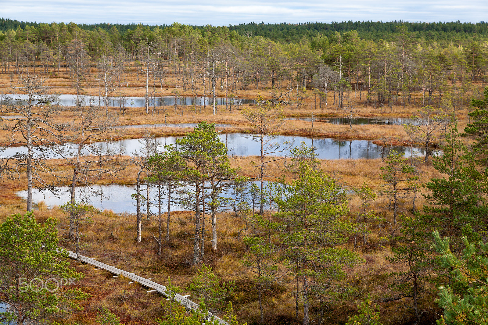 Canon EOS 5D + Canon 24.0-70.0 mm sample photo. Swamp photography