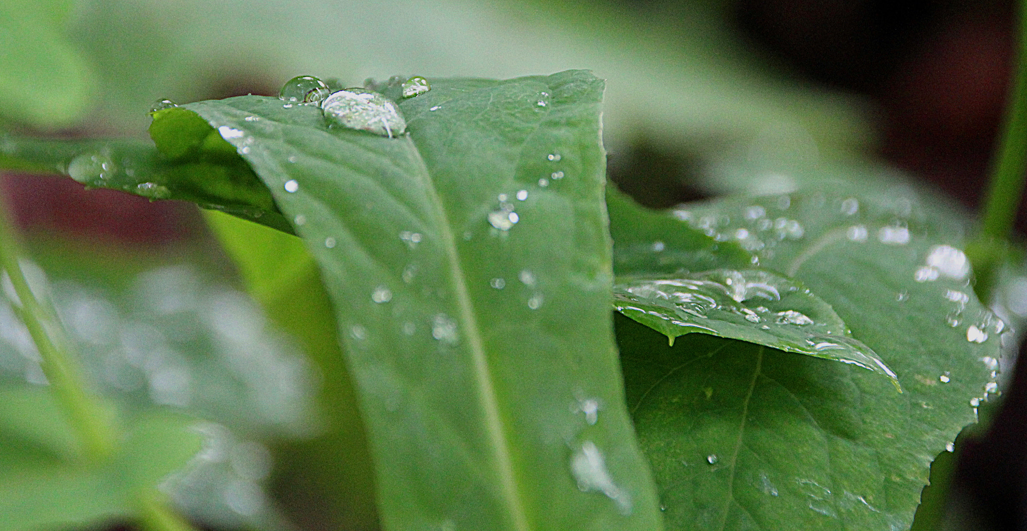 Sigma 18-250mm F3.5-6.3 DC OS HSM sample photo. Blatt photography