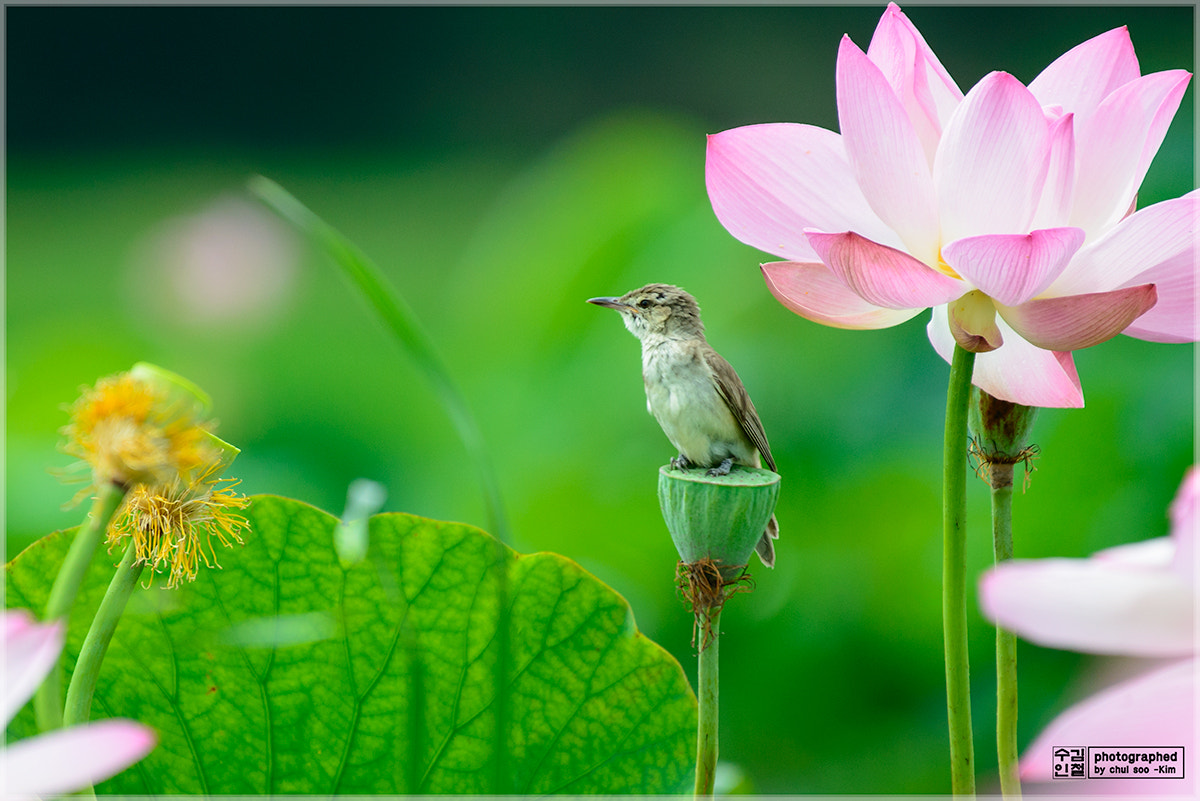 Nikon AF-S Nikkor 200-500mm F5.6E ED VR sample photo. The reed warbler(개개비) photography