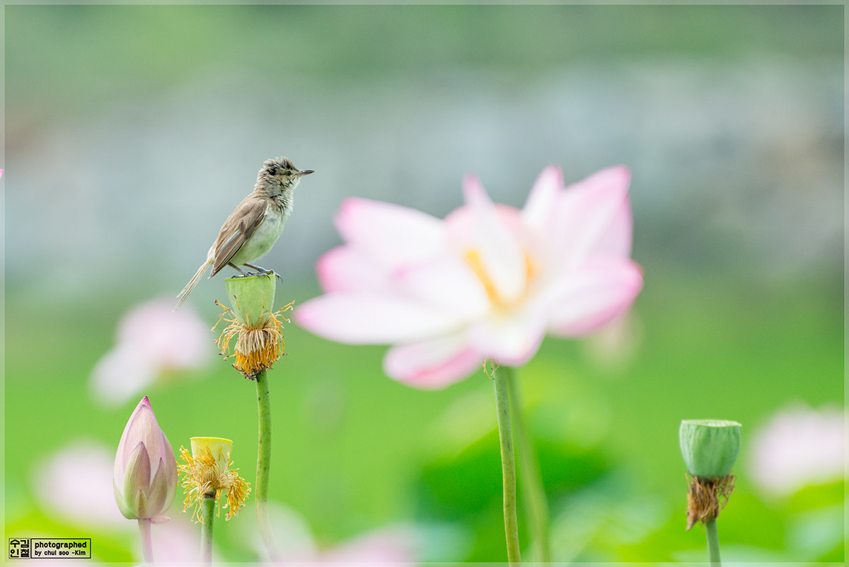 Nikon AF-S Nikkor 200-500mm F5.6E ED VR sample photo. The reed warbler(개개비) photography