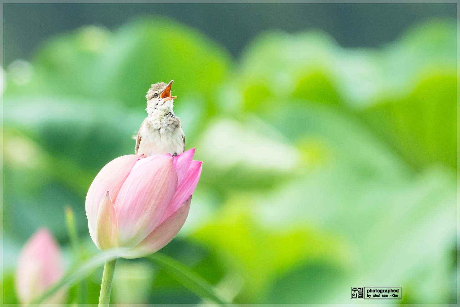 Nikon AF-S Nikkor 200-500mm F5.6E ED VR sample photo. The reed warbler(개개비) photography