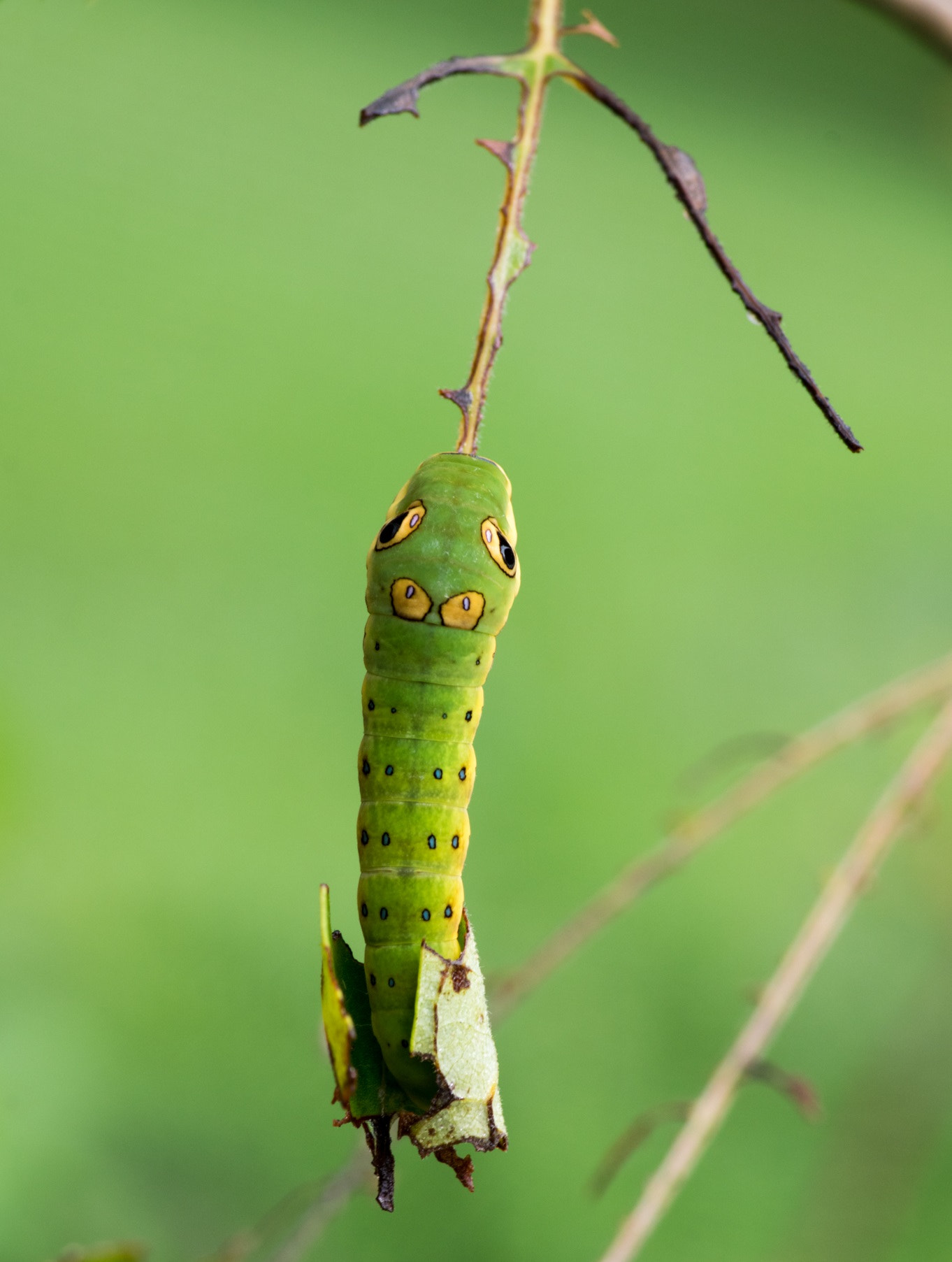 Pentax K-3 + Pentax smc D-FA 100mm F2.8 Macro WR sample photo. Papilio canadensis - osmetarium photography