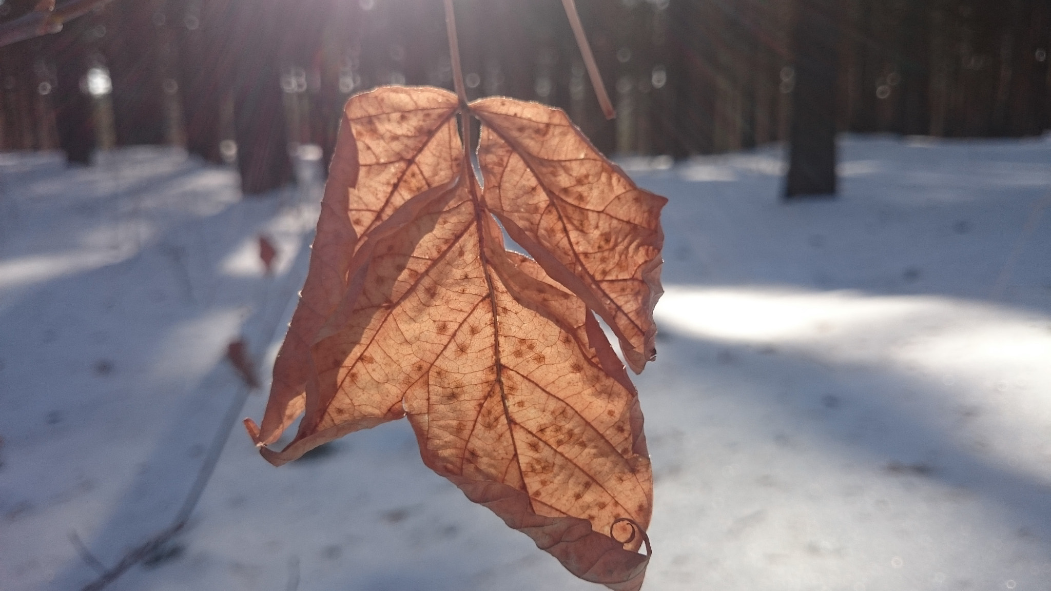 Sony Xperia Z1 Compact sample photo