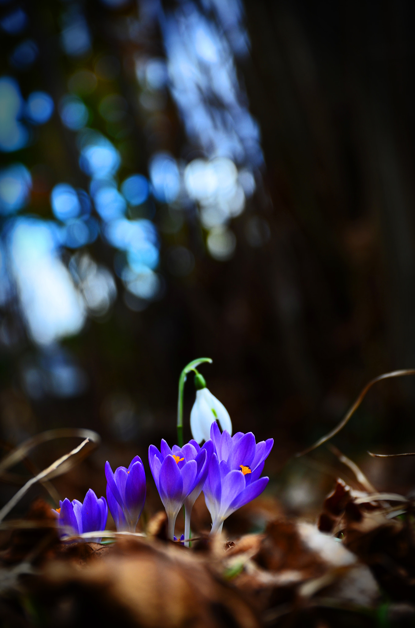 Nikon D5100 + Sigma 17-70mm F2.8-4 DC Macro OS HSM | C sample photo. Suny spring day photography