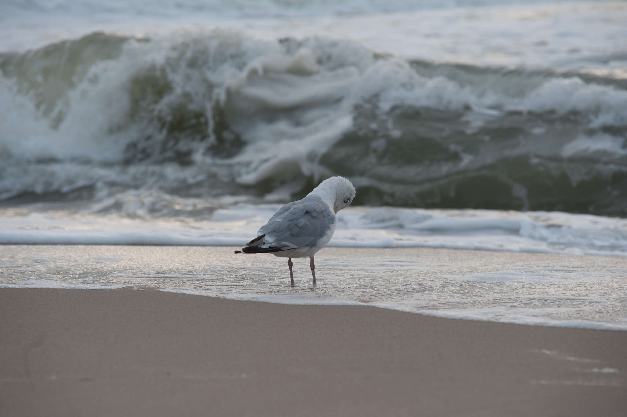 Sigma 70-200mm F2.8 EX DG Macro HSM II sample photo. Sylt möwe photography