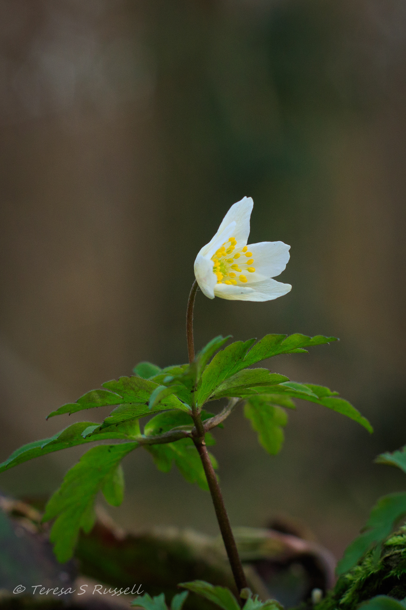 Canon EOS 760D (EOS Rebel T6s / EOS 8000D) + Canon EF 50mm F1.8 II sample photo. Anemone photography