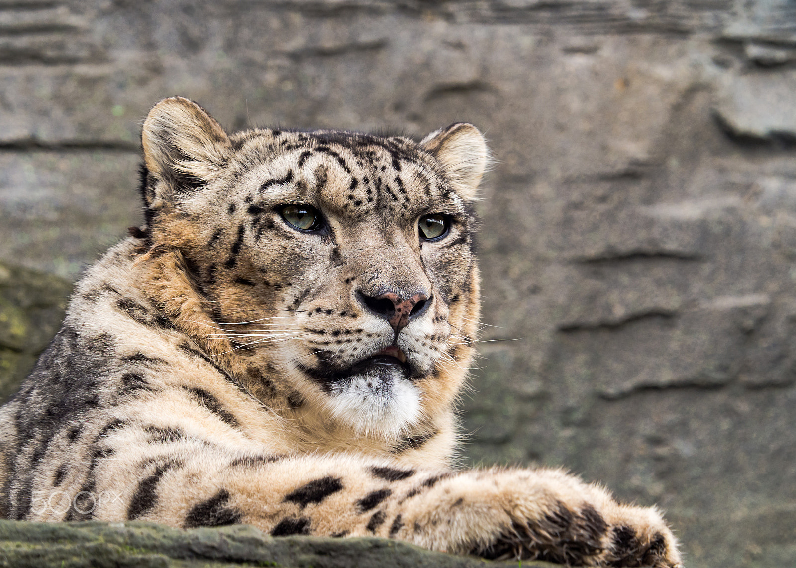 Olympus OM-D E-M1 Mark II + Olympus M.Zuiko Digital ED 40-150mm F2.8 Pro sample photo. Portrait of a snow leopard photography